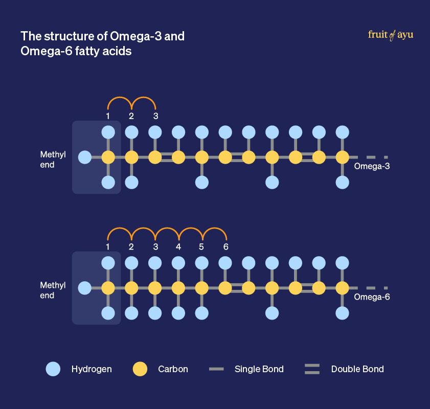The structure of Omega-3 and Omega-6 fatty acids with Hydrogen and Carbon atoms. Omega-6 is inflammatory and Omega-3 is anti-inflammatory to the body.